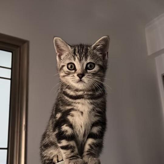 虎斑咪咪（买🐱丝聊