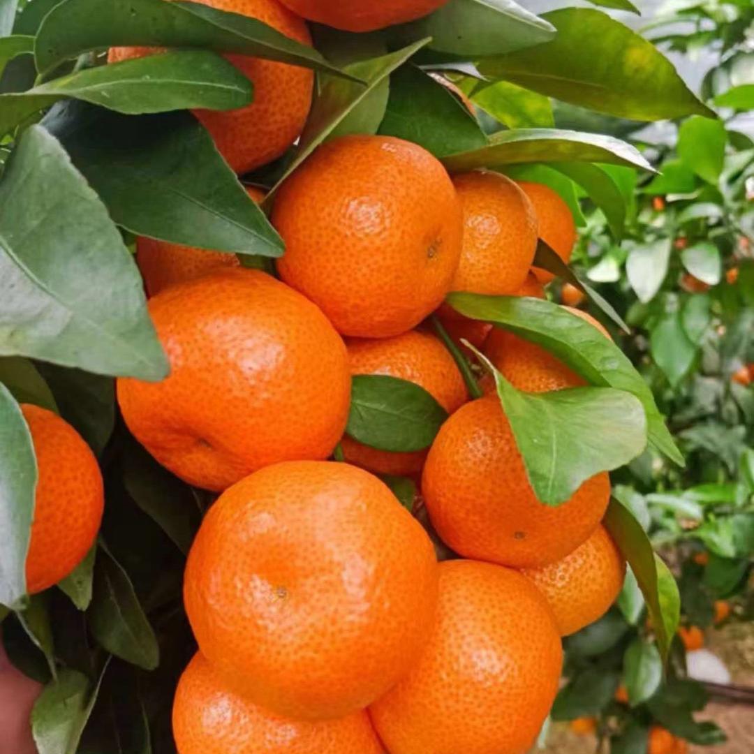 小刘柑橘🍊全国代收代发