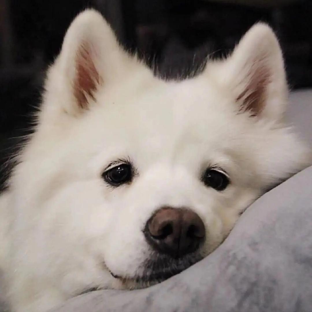 再也不玩心之钢了