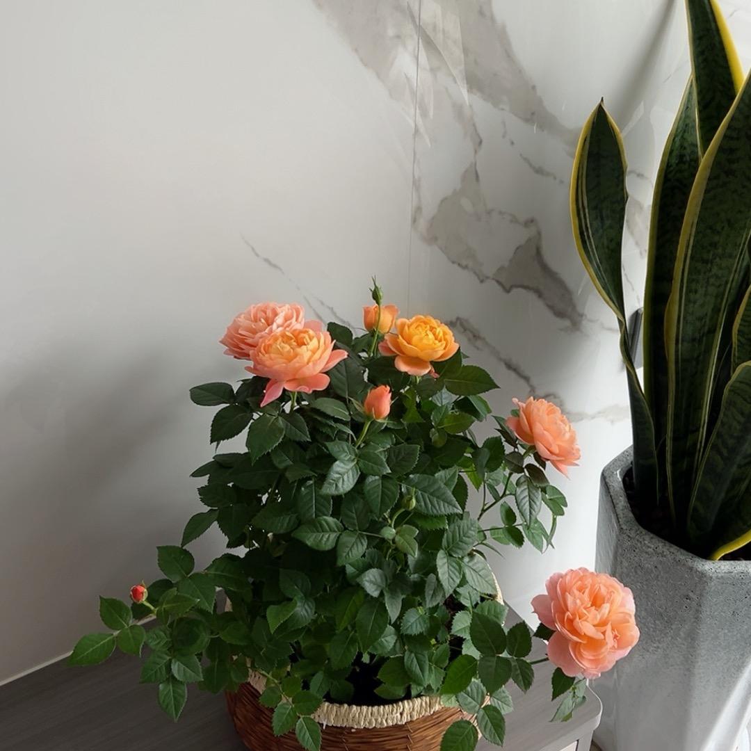 忘、拒绝连赞👍