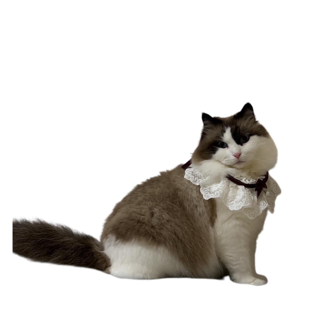 万小歪民宿店长