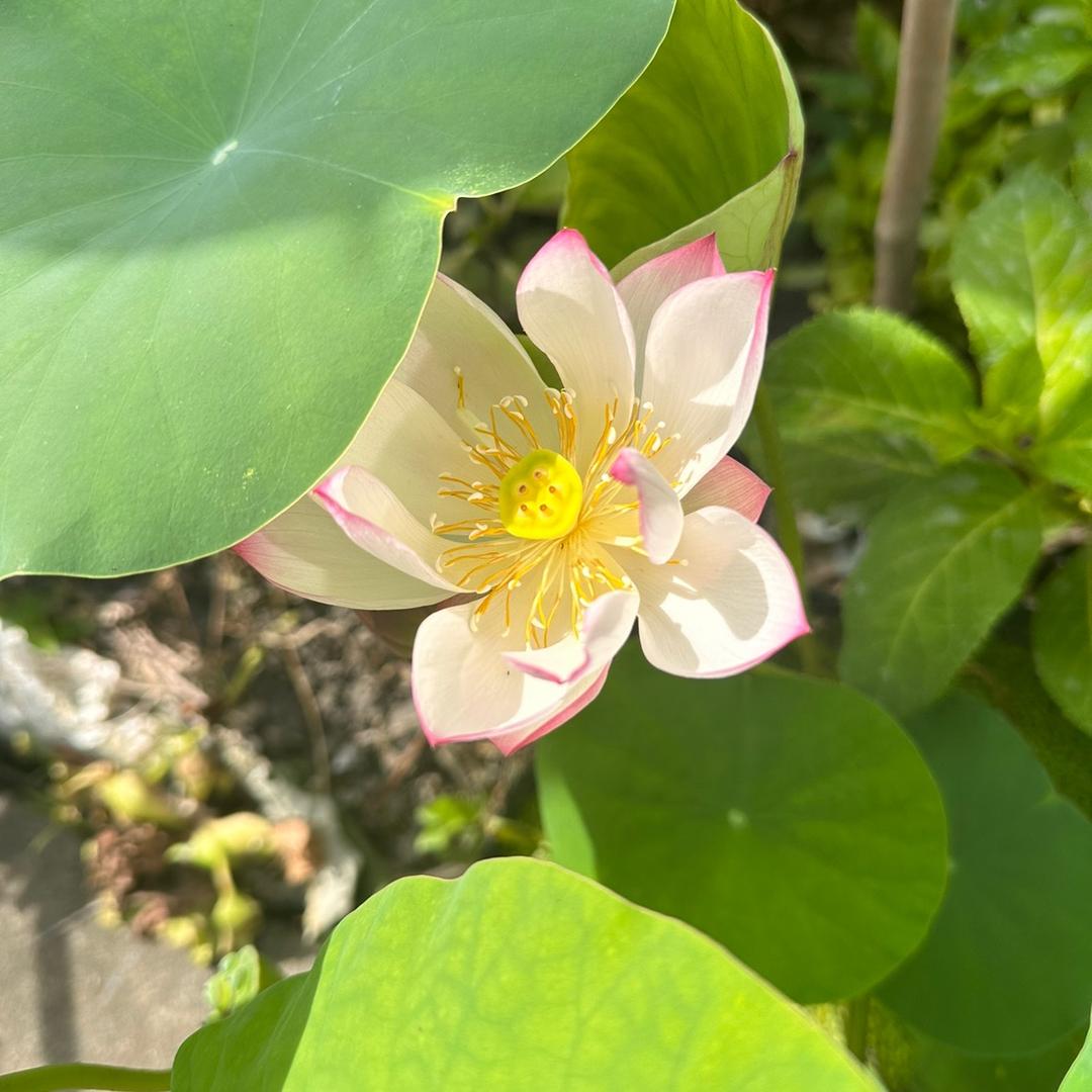 初🌿夏
