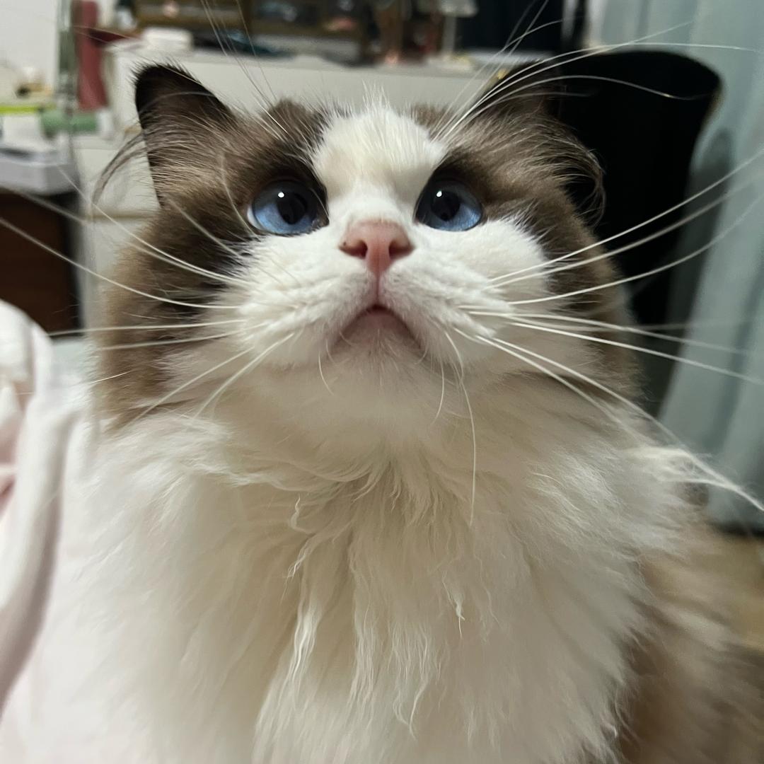 年年有啾啾的小鱼儿