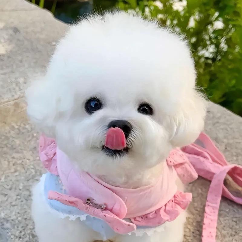 翠儿姐家的小比熊
