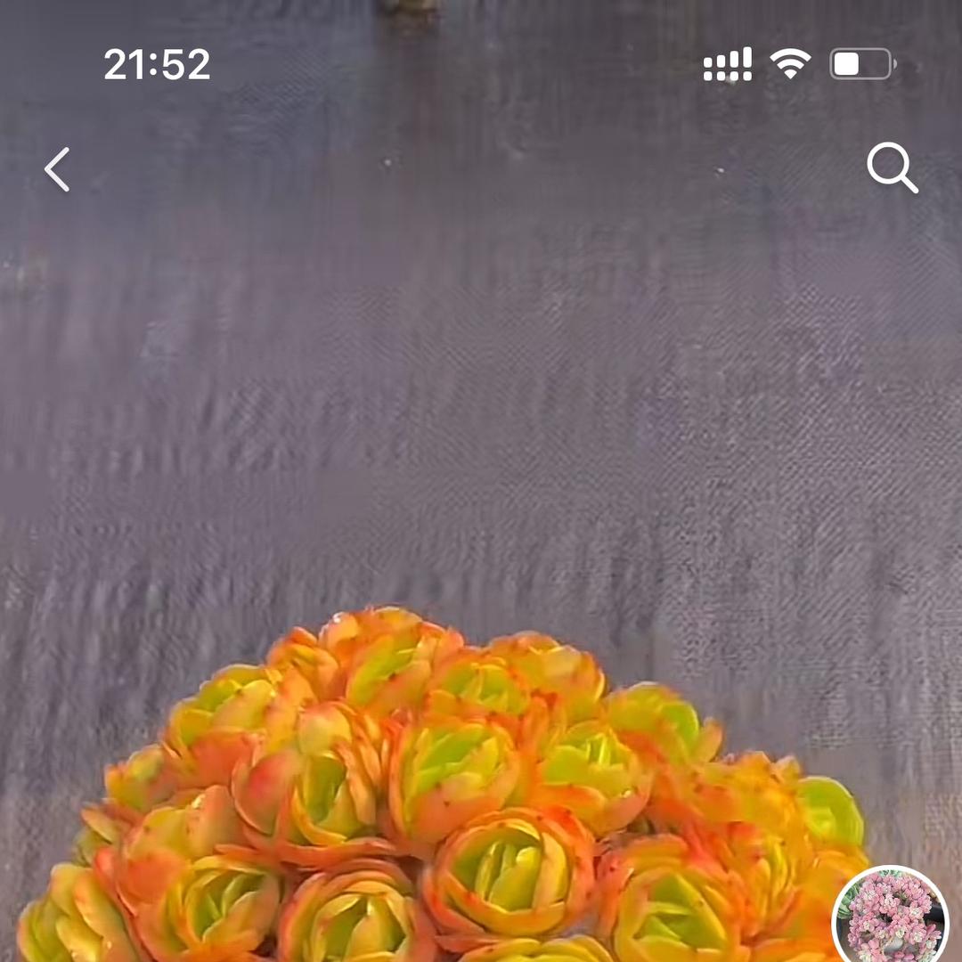 小胡多肉园艺