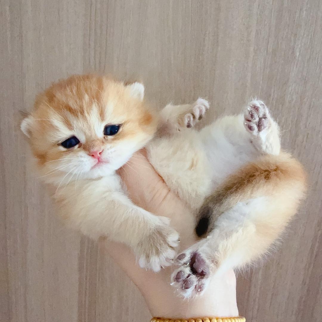 彩虹乖
