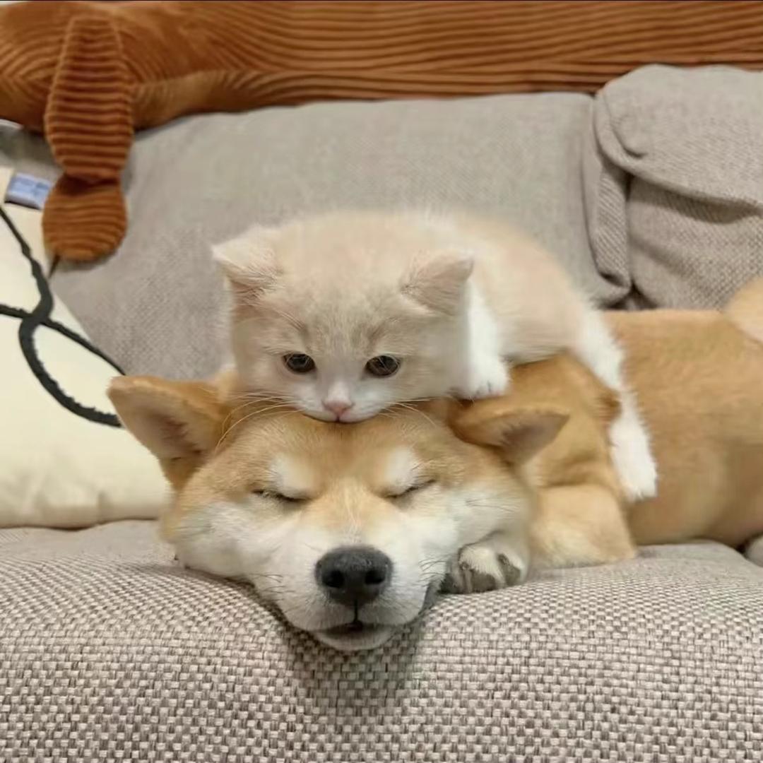 毛孩宠物甄选