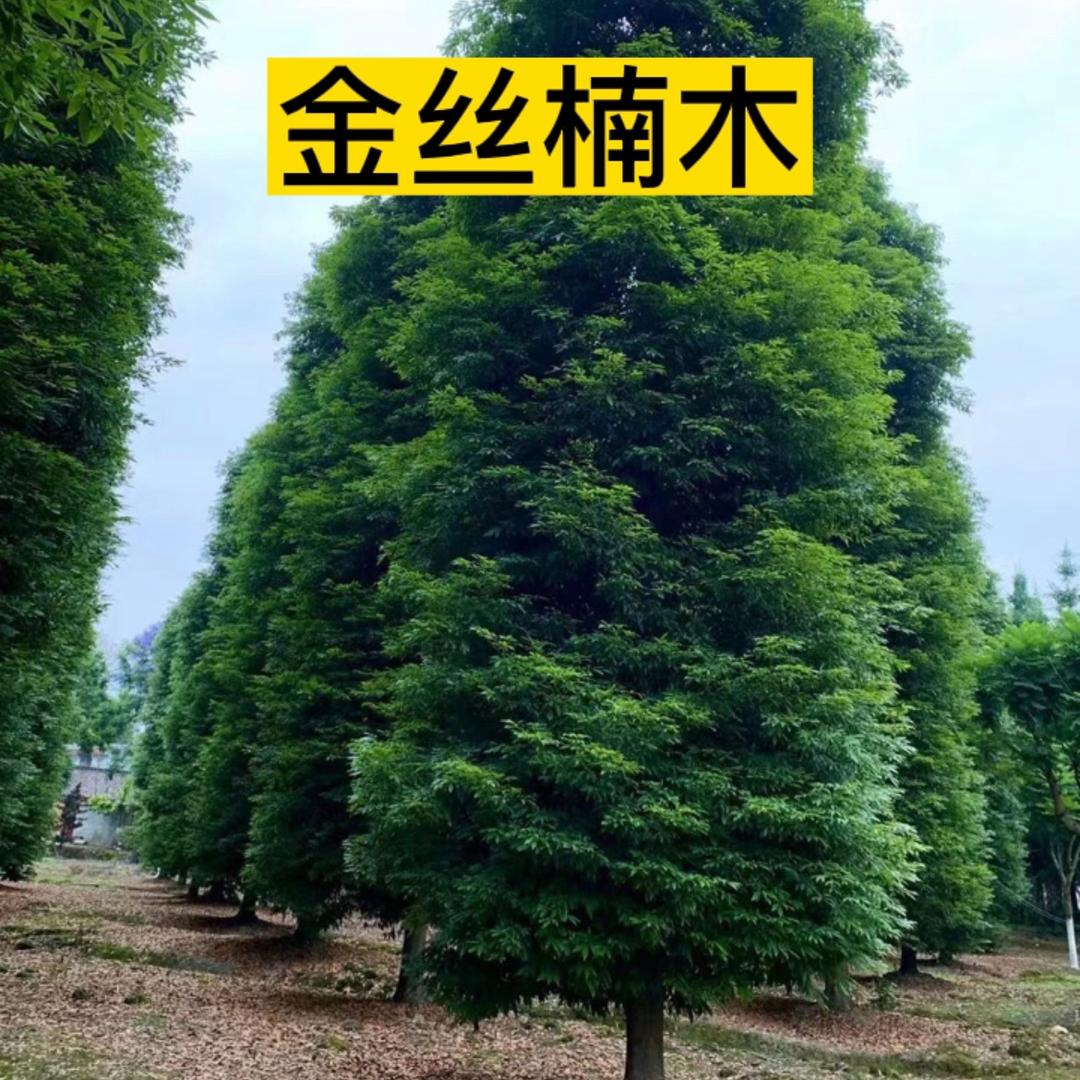 四川金丝楠木树苗培育基地