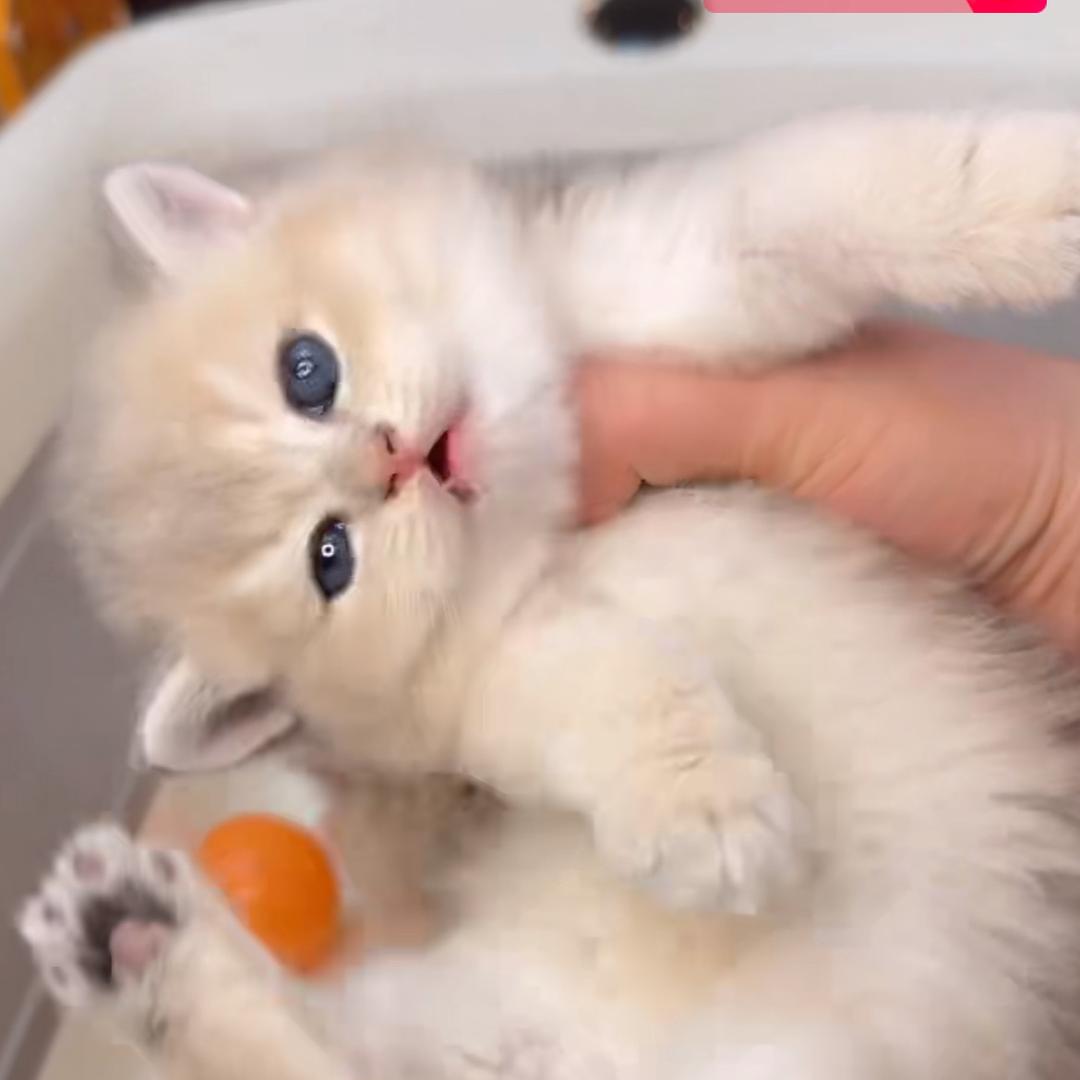 三三是只猫