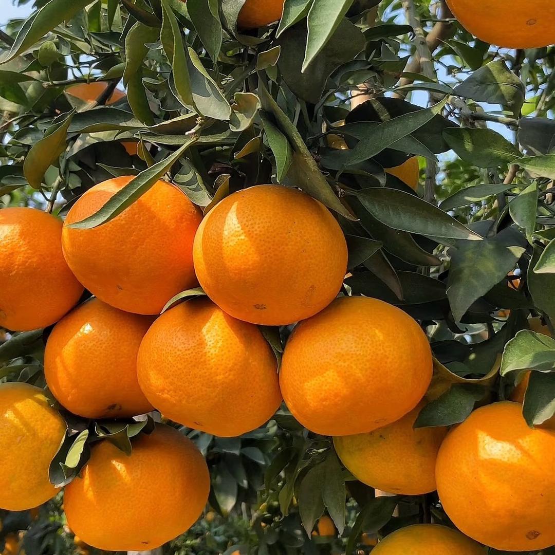 四川爱媛果冻橙