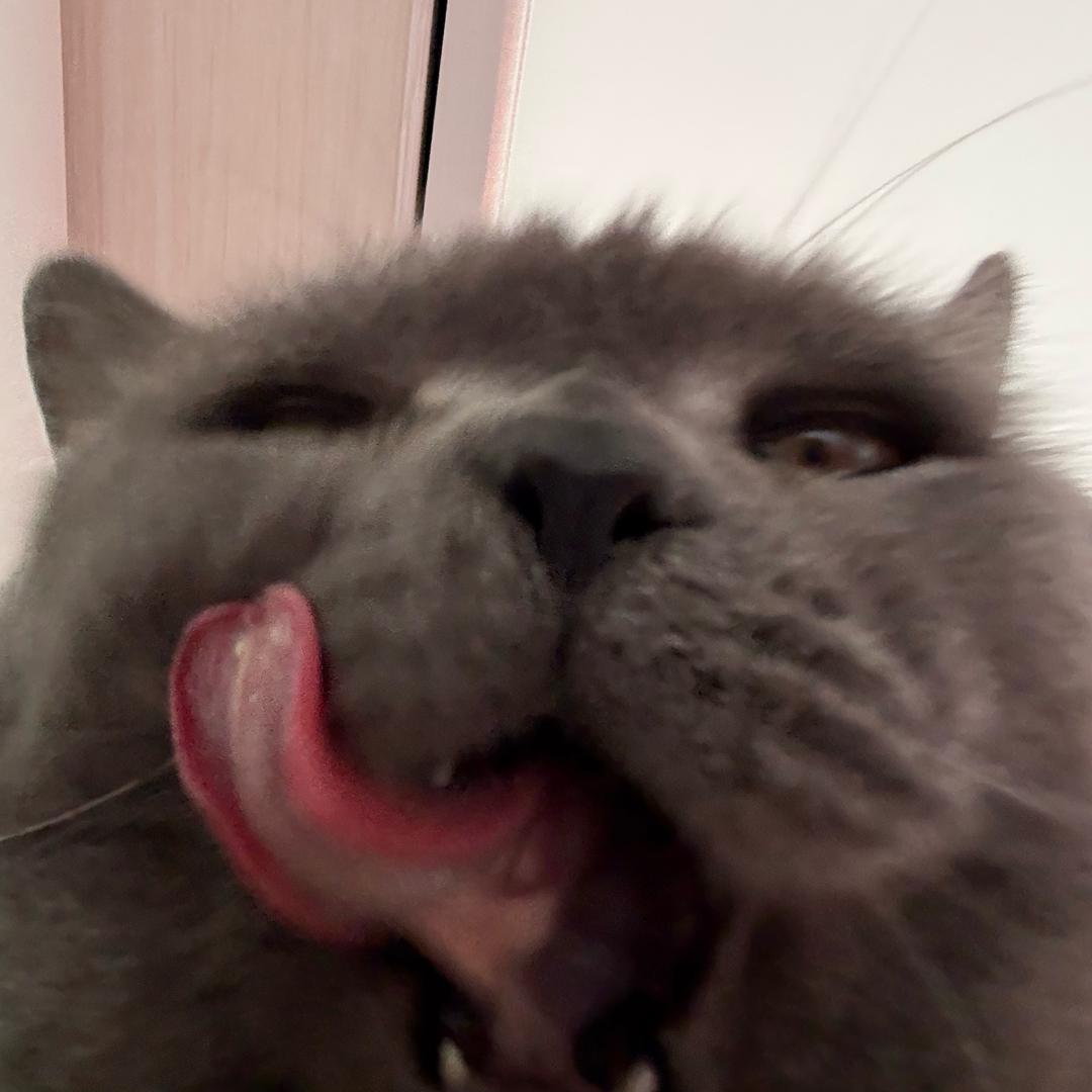 菌子