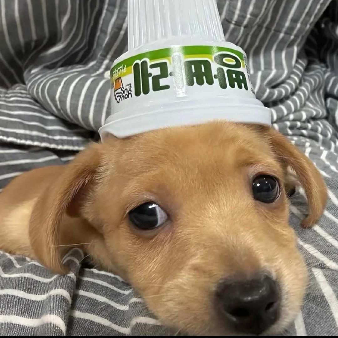 总想摆烂.