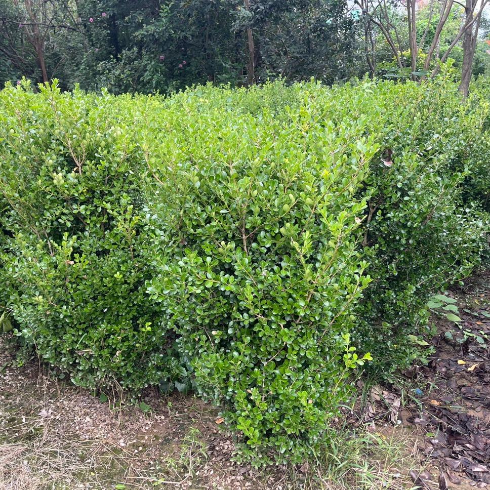 悠然绿植盆栽基地