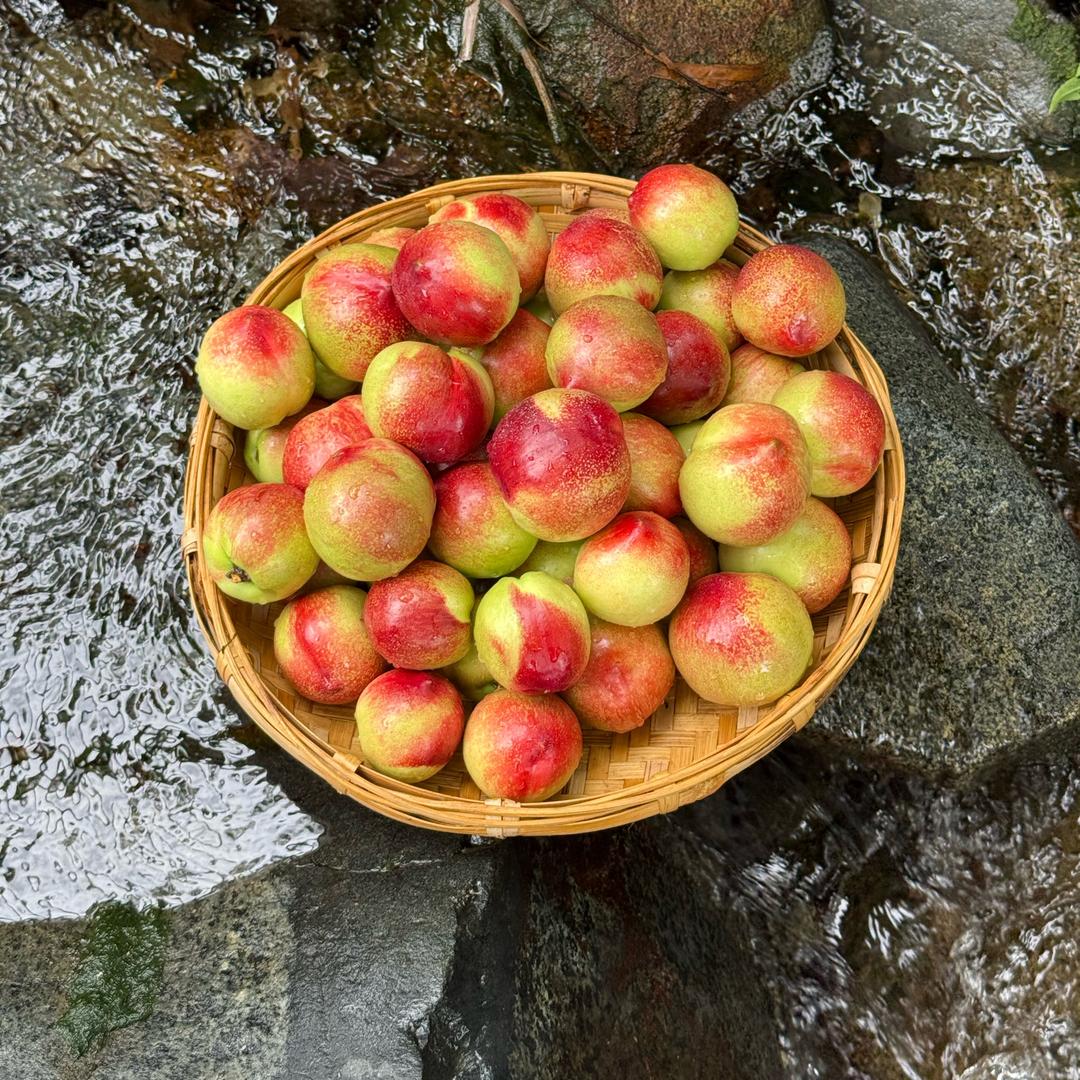 大凉山纳吉阿涛