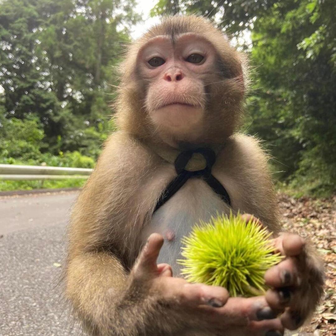 摆烂小鱼