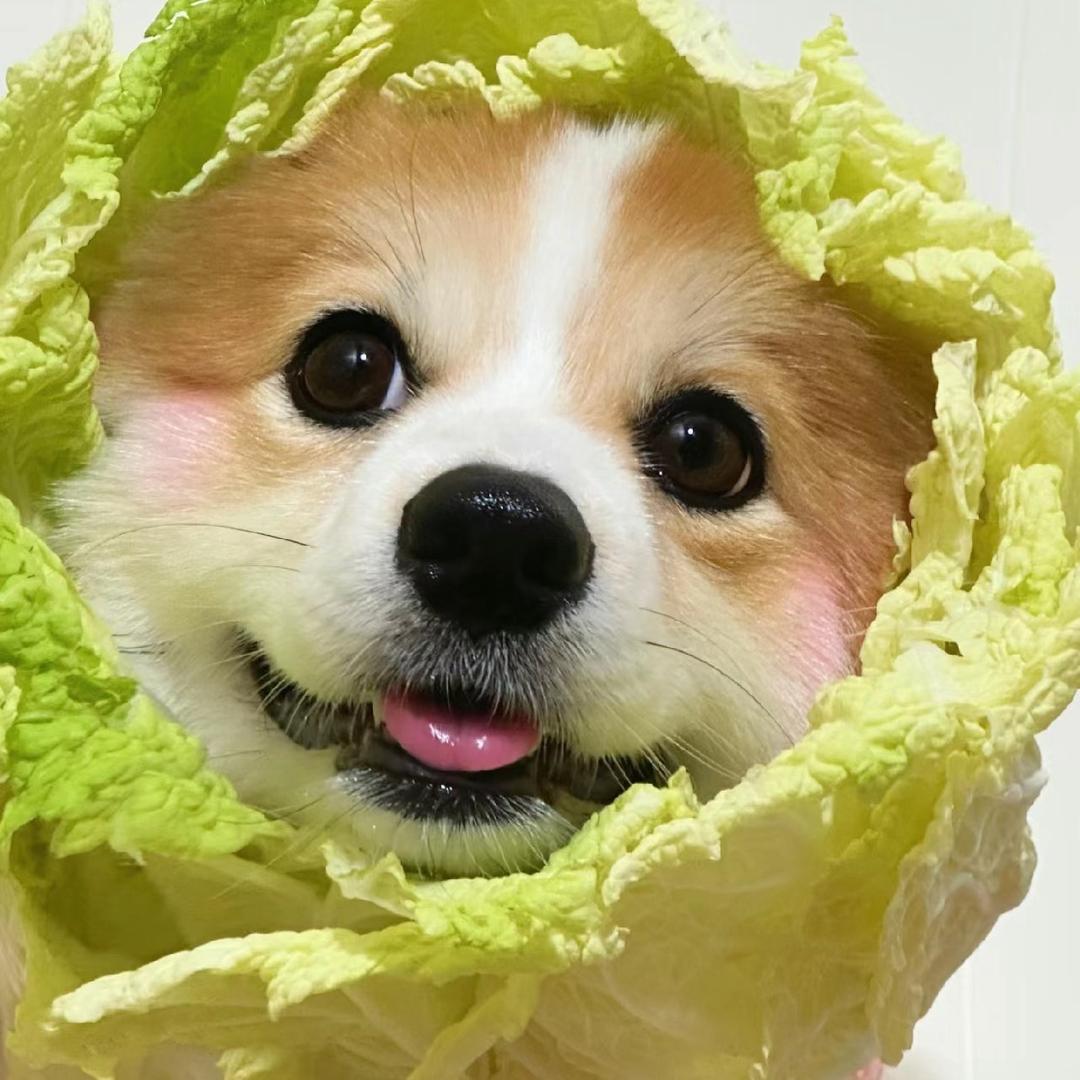 『豆豆揣手手』