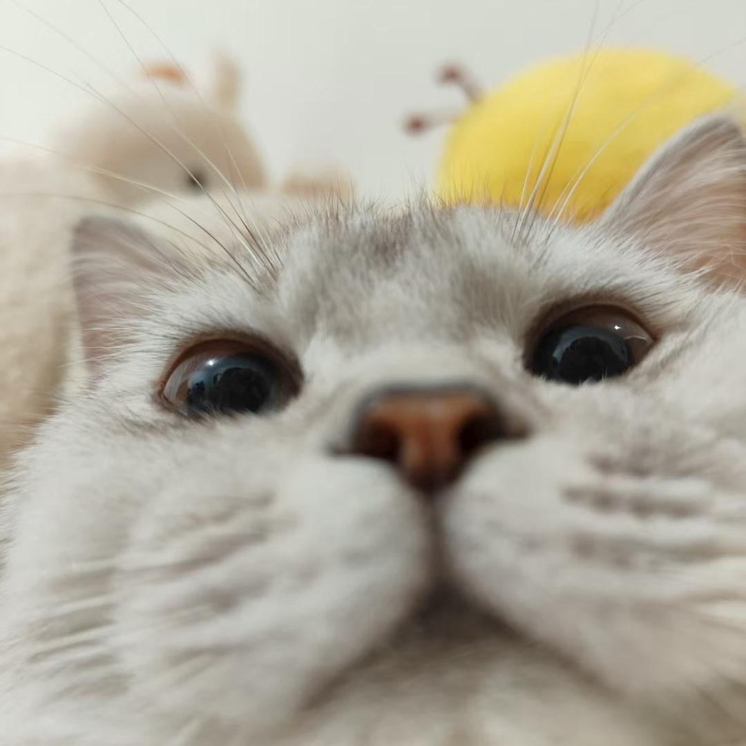 土豆