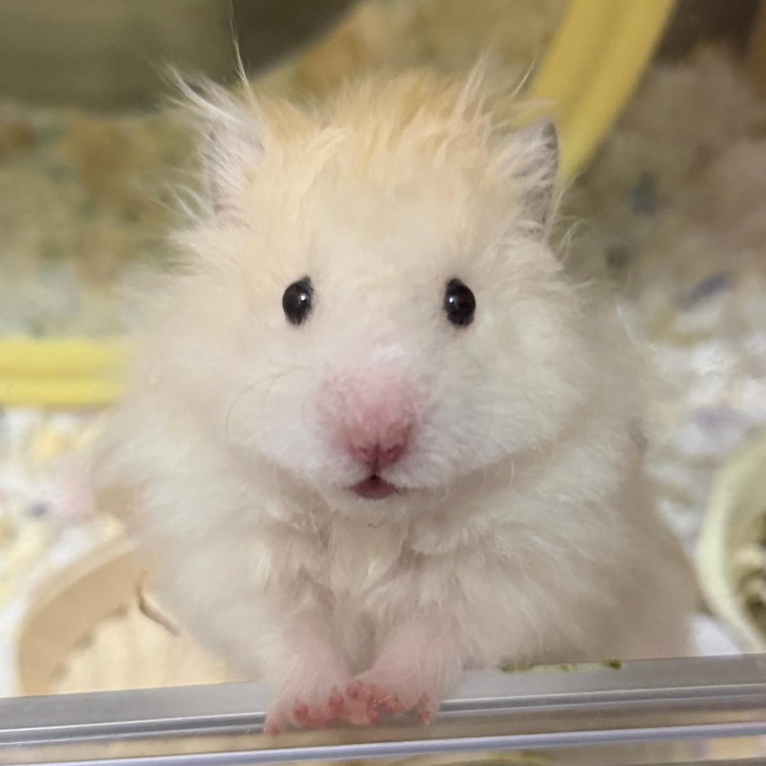 岂有此鼠🐻‍❄️🐻🥳