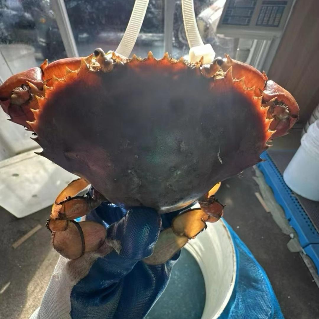 三门青蟹—贝拉拉