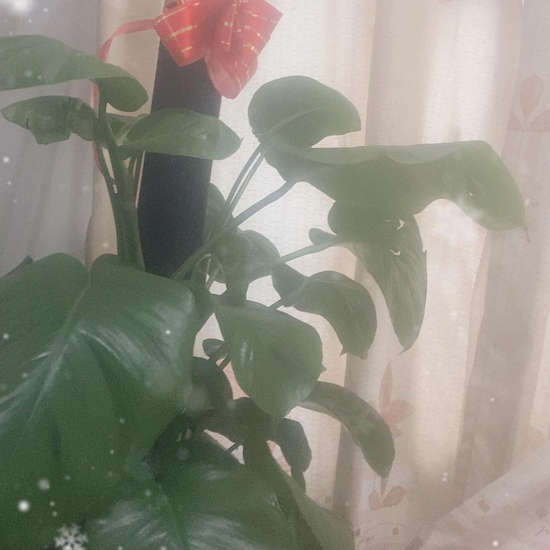 静哑奢品优选