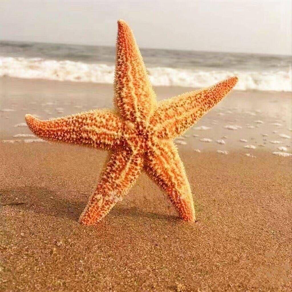小酷户外赶海