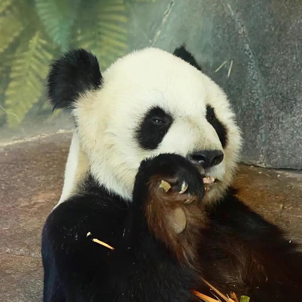玻璃芯