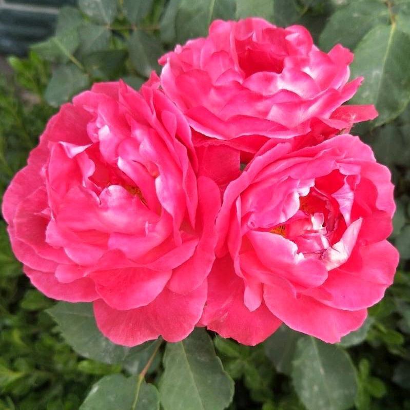 花开富贵🌹
