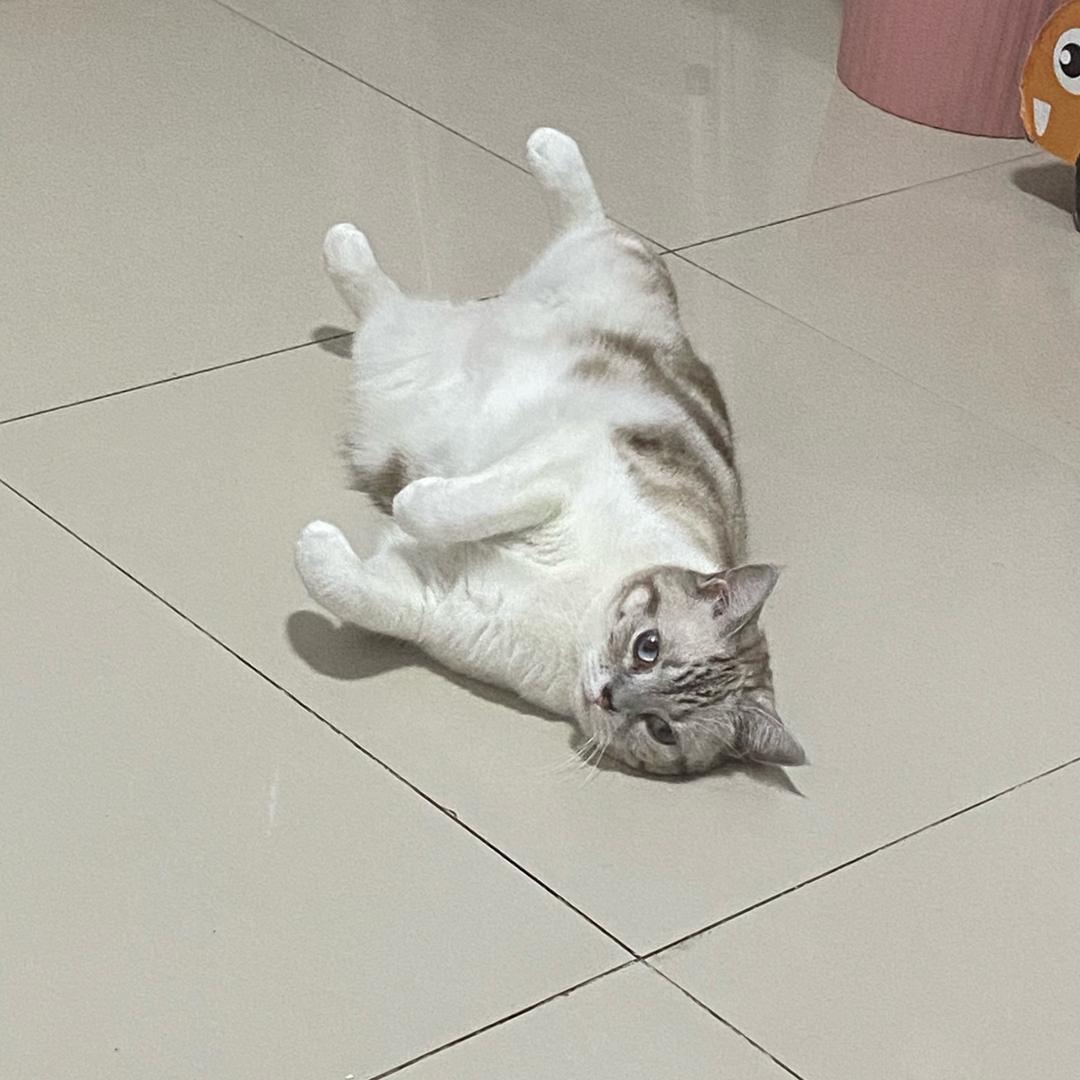 一朵娇羞的小百合