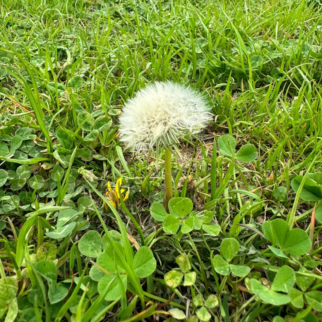阮思胡想