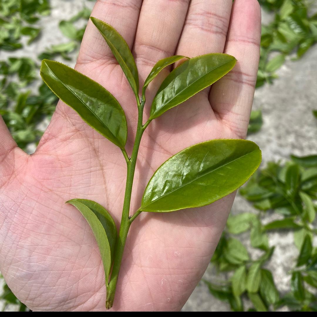 兄弟茶庄（凤凰单丛茶）