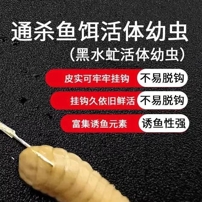 钓鱼蛋白虫养殖基地现货现发包邮包活