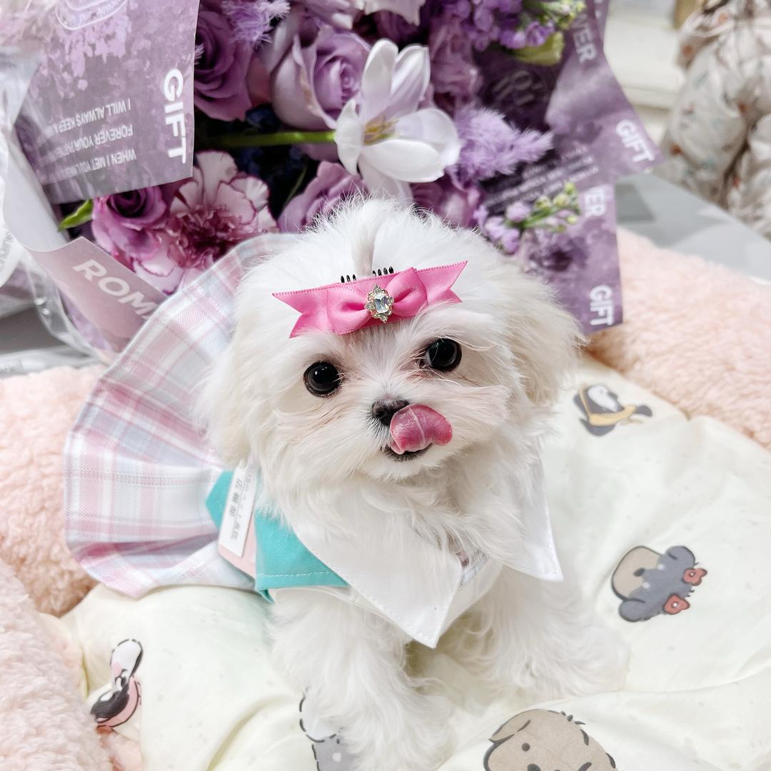 铁柱是马尔济斯