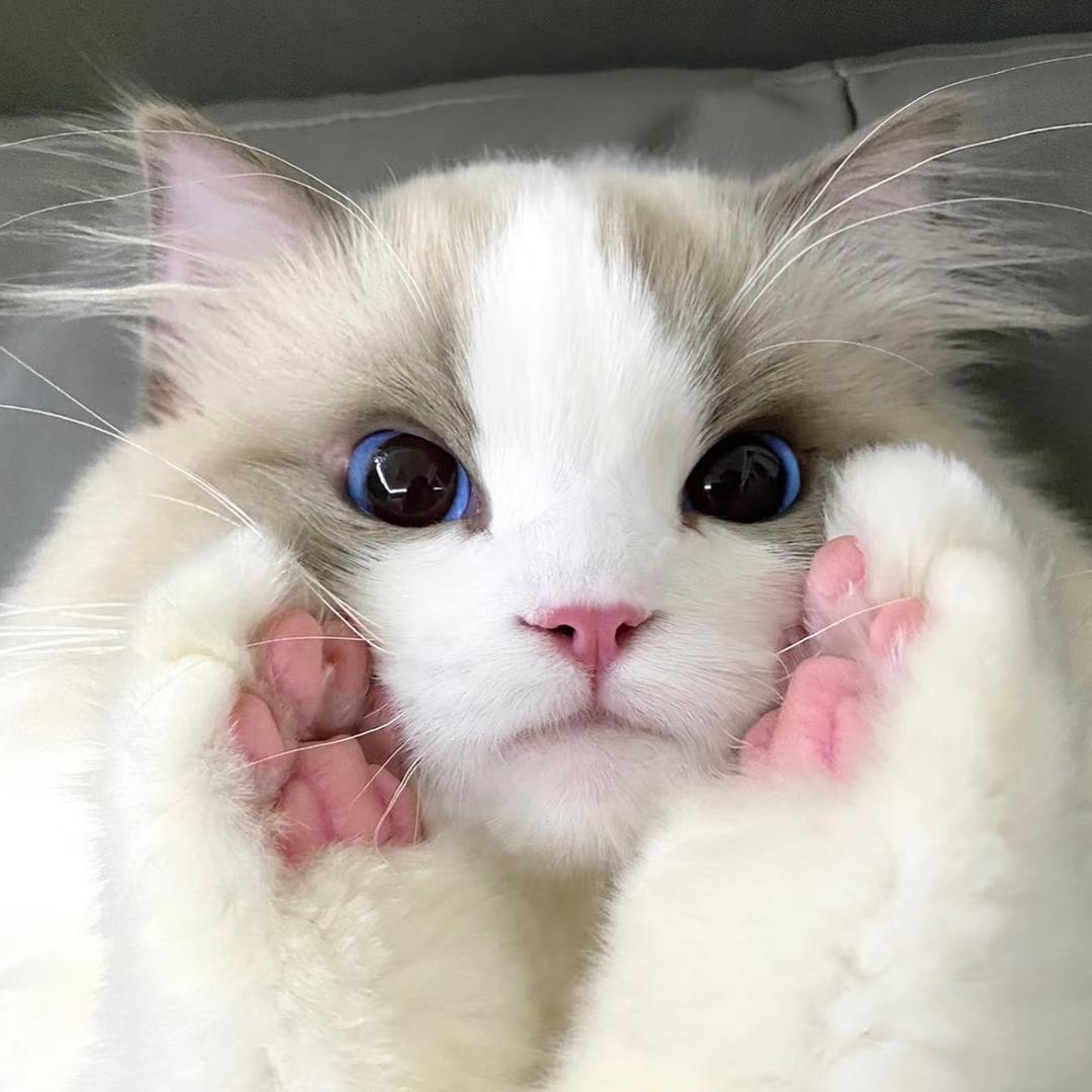 清冷