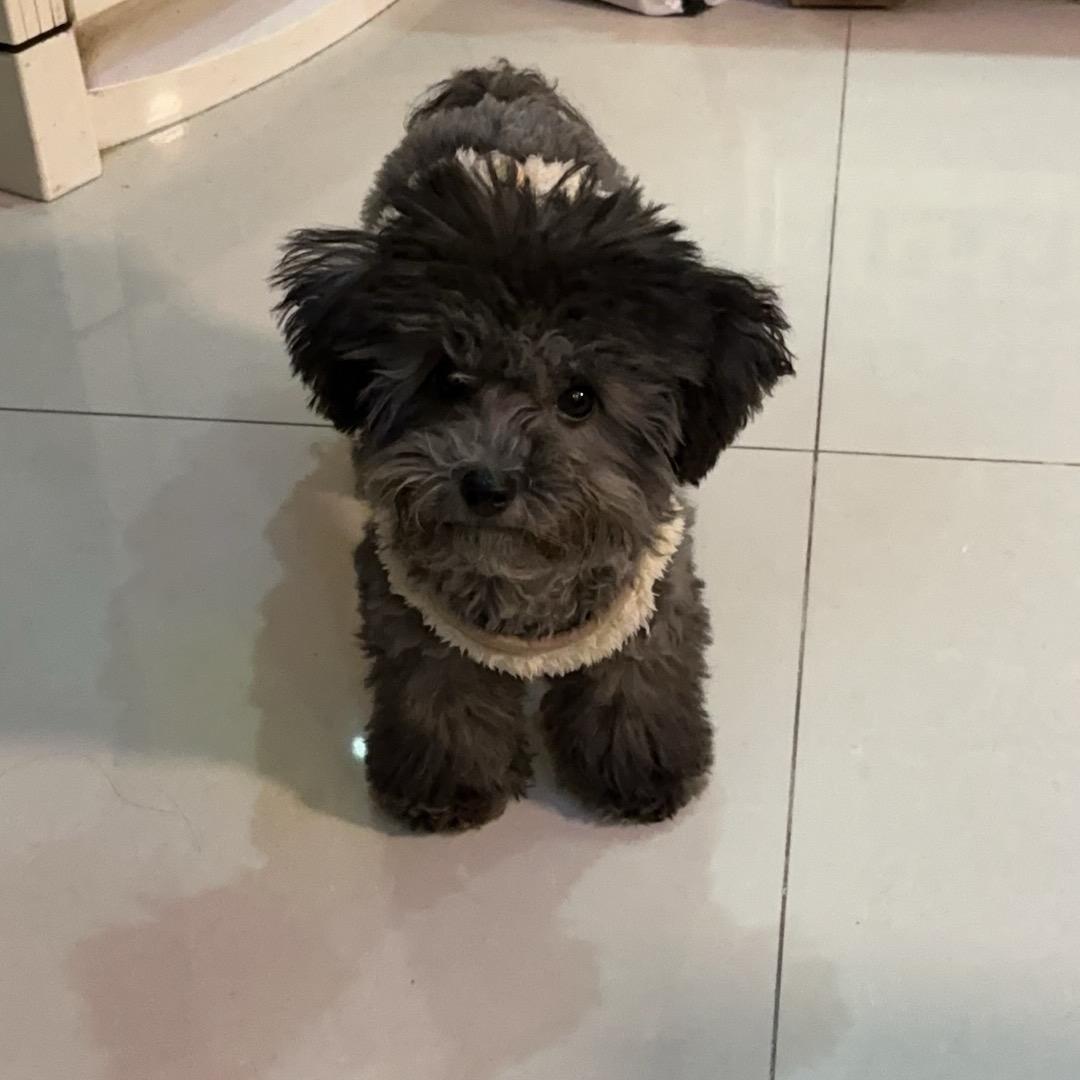 福宝是个宝