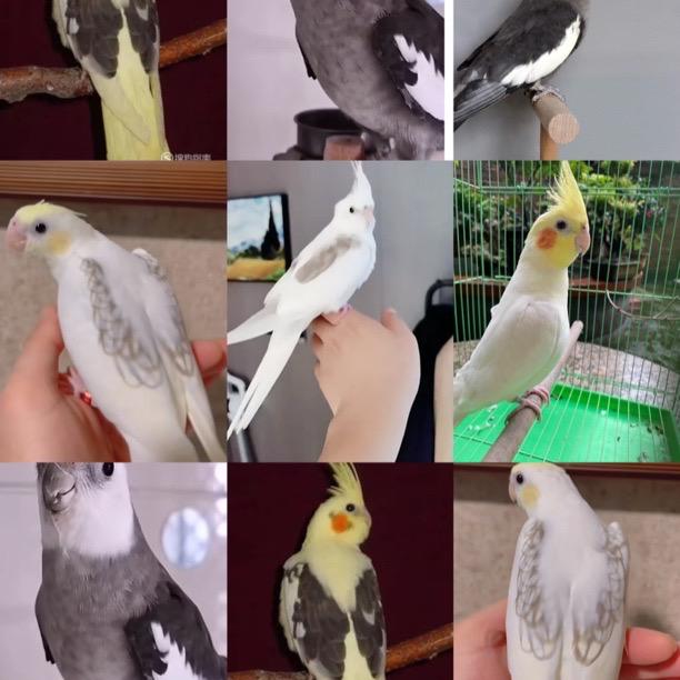 鹦乐萌宠