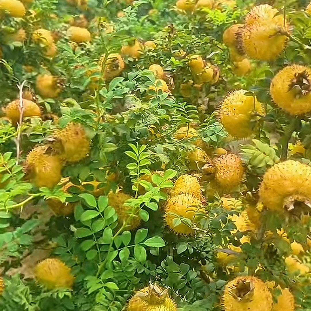 吴老者