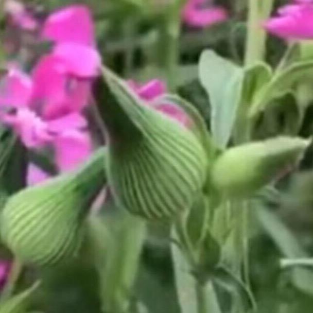 触不可及