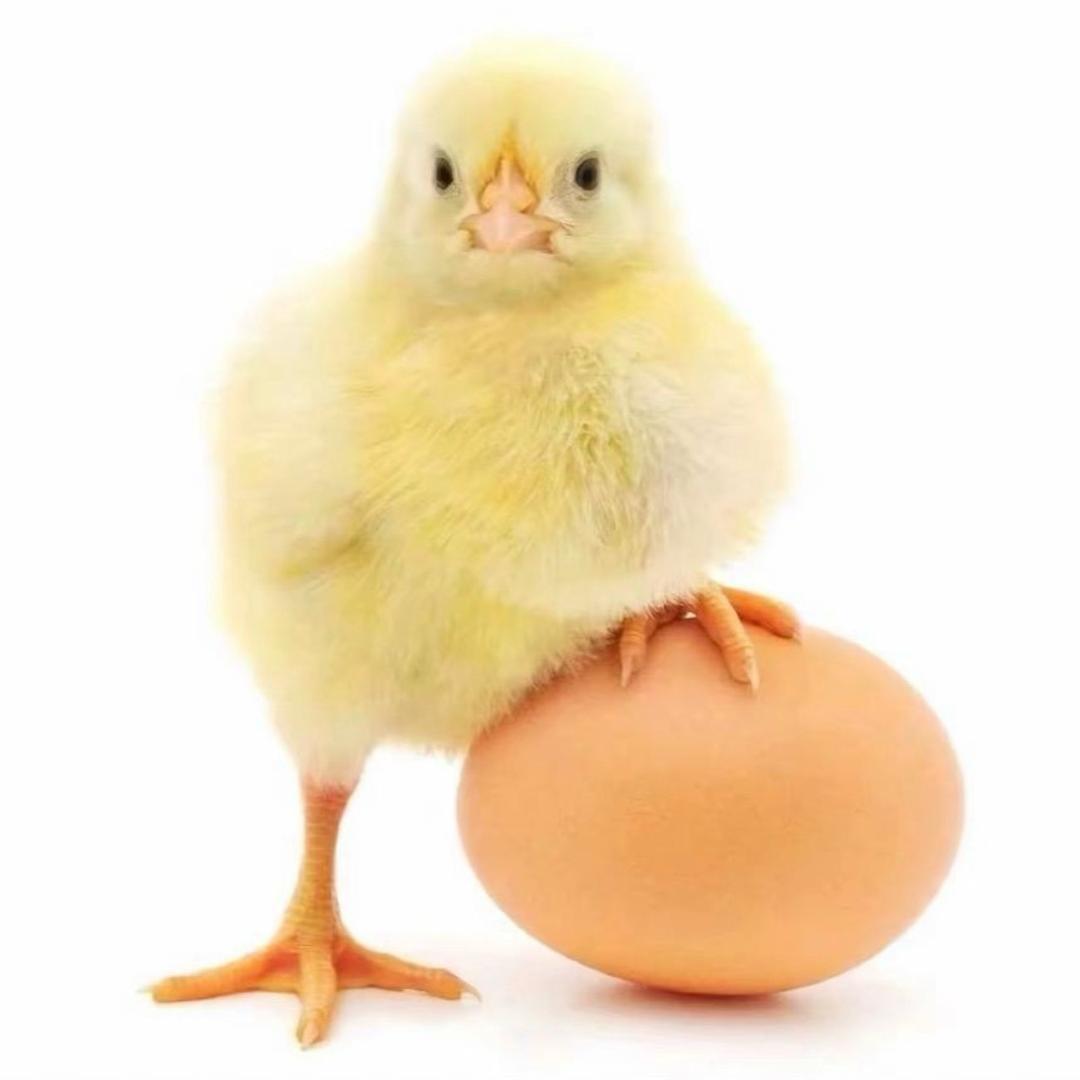 半夜偷吃鸡饲料被毒打