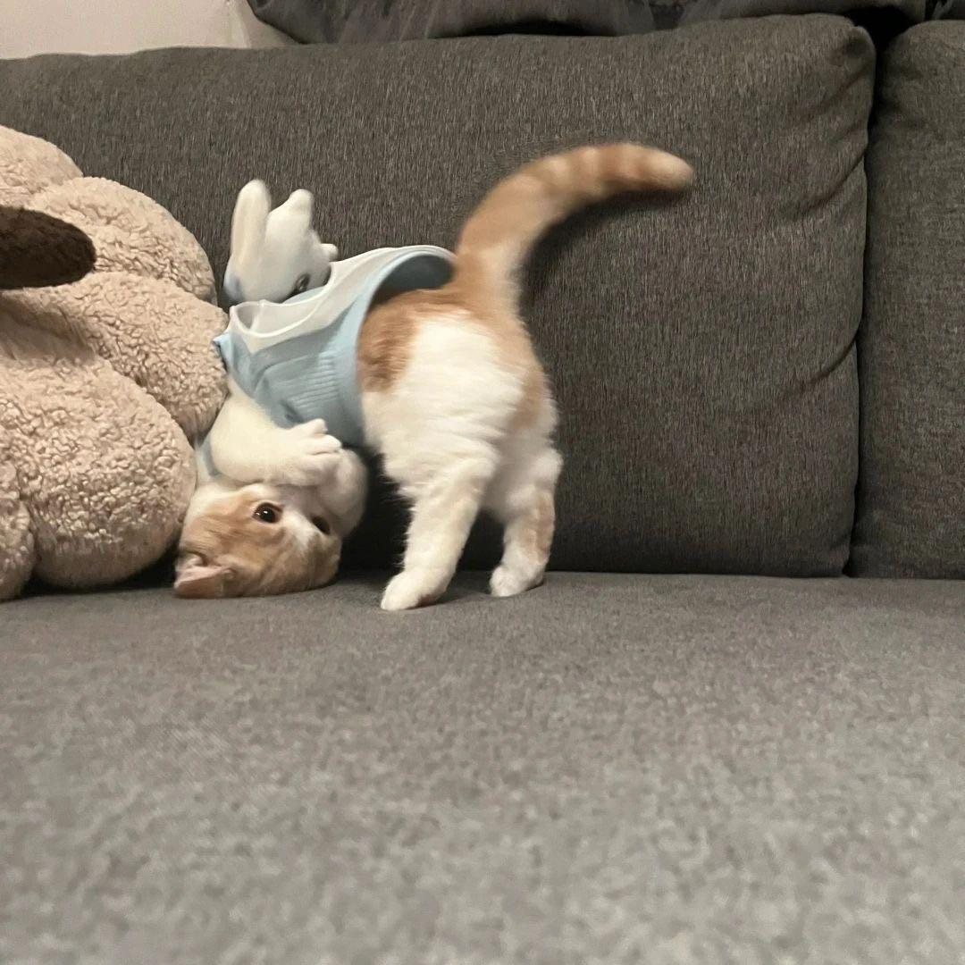 你折耳根涨多了