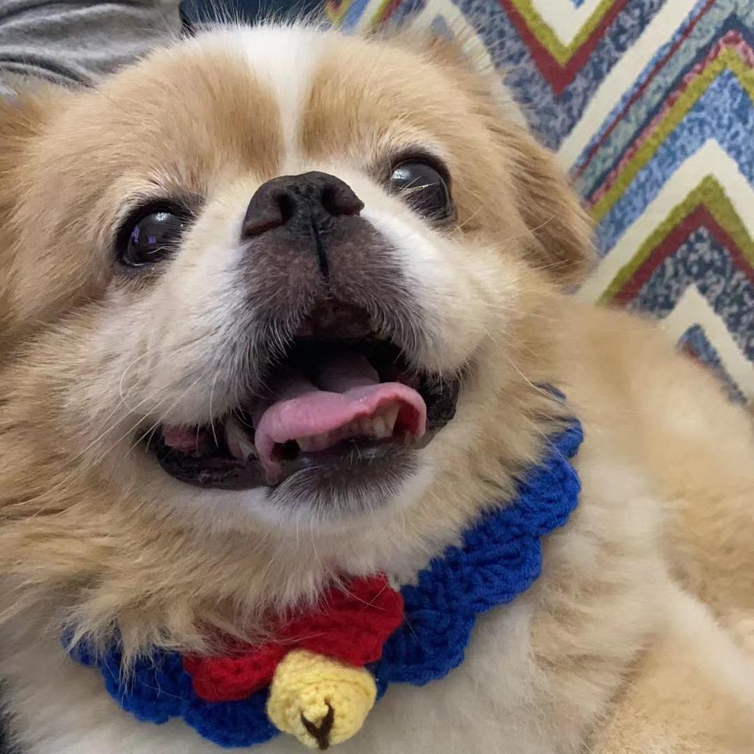 芒果和胖墩（好物分享）