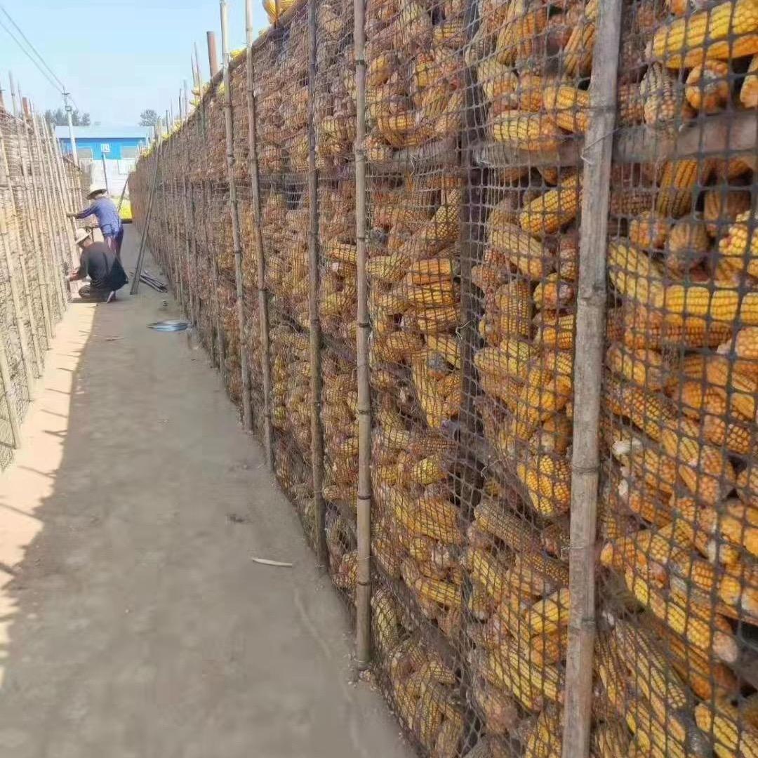 迈巴贺养殖网玉米网