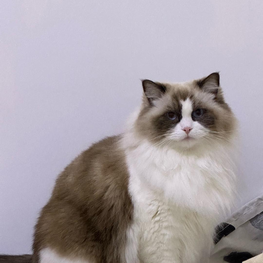妥协的胖子