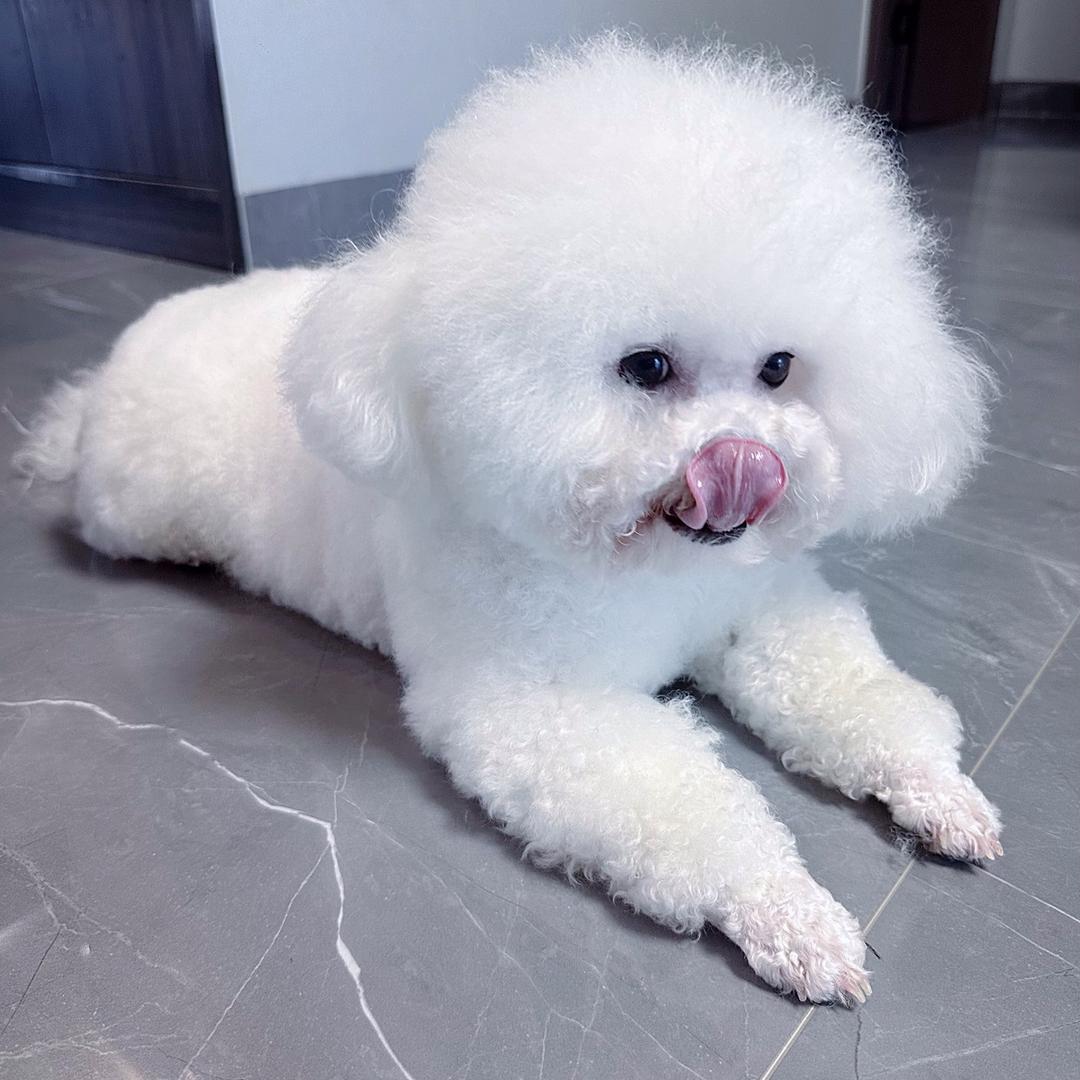 哈密憨憨是比熊