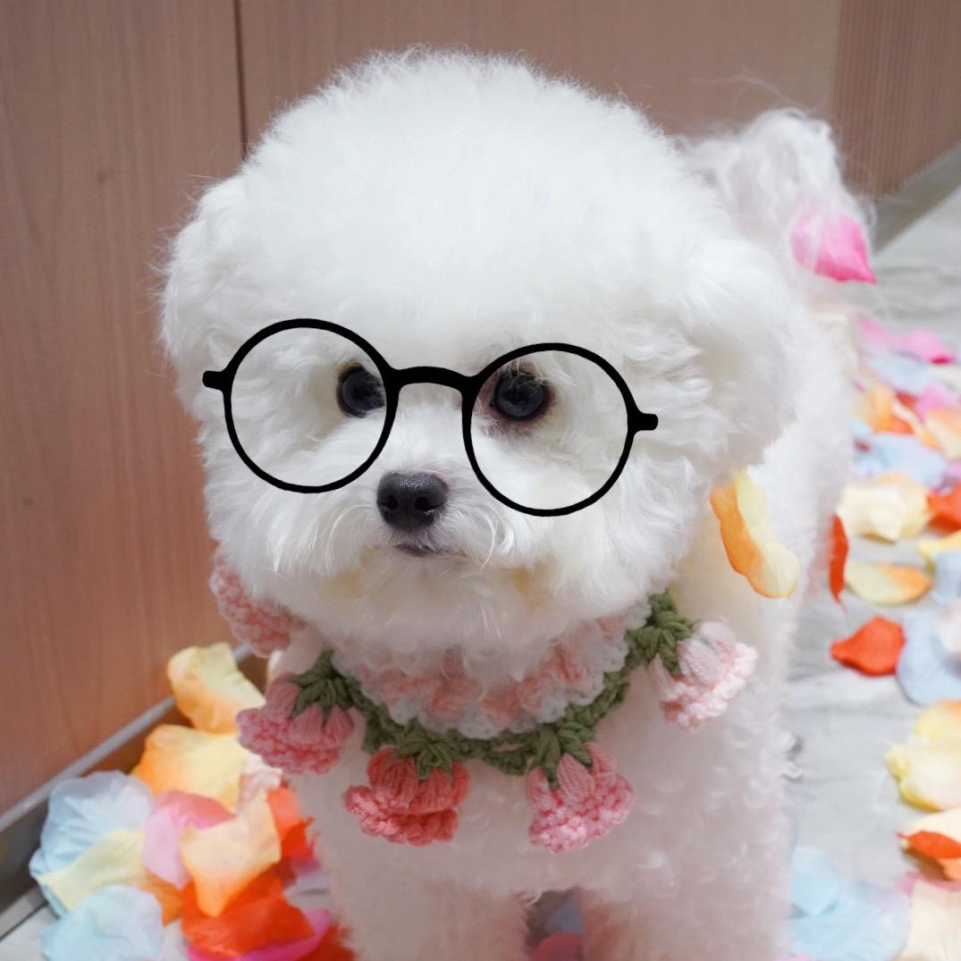 金宝是只羊🐑