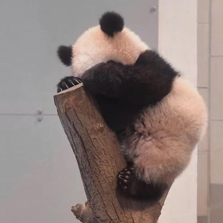 拜托了小詳