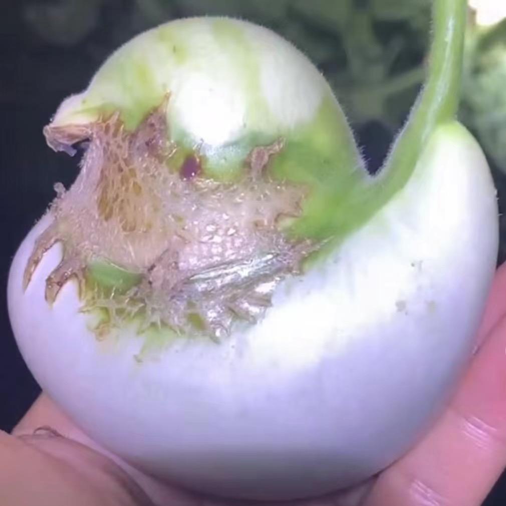 美葫文玩葫芦
