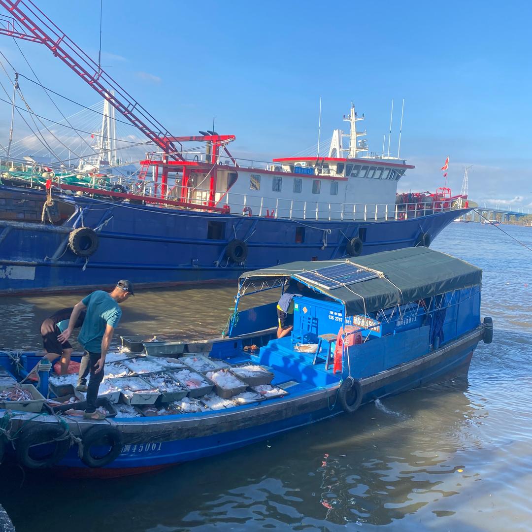 乡秾生鲜（马鲛鱼）