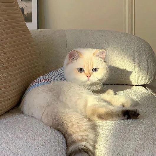 .QQ糖🥝