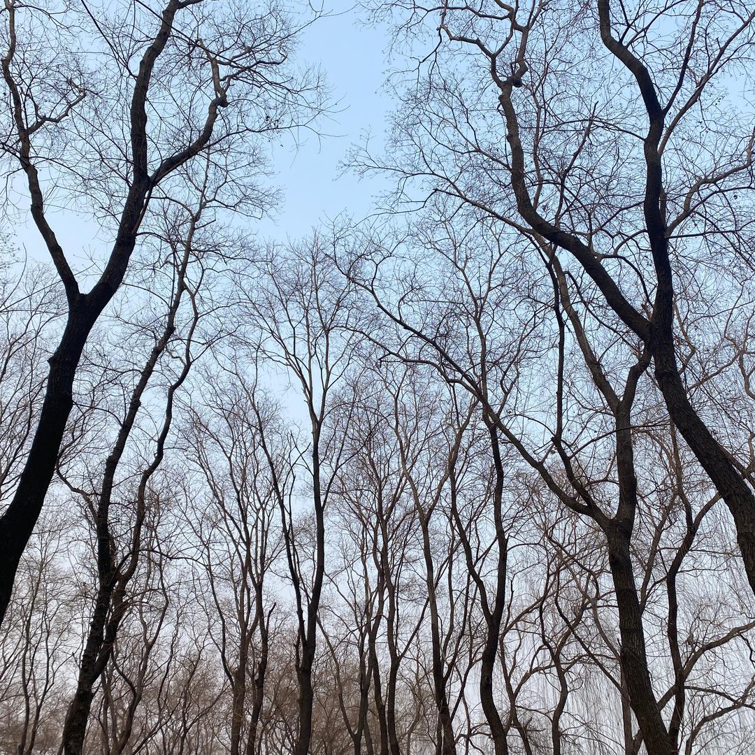 枫