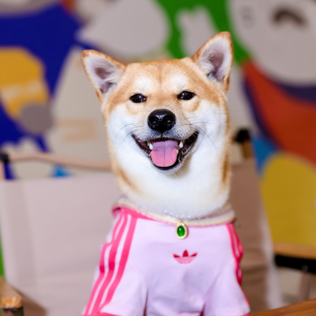 对对的小跟班